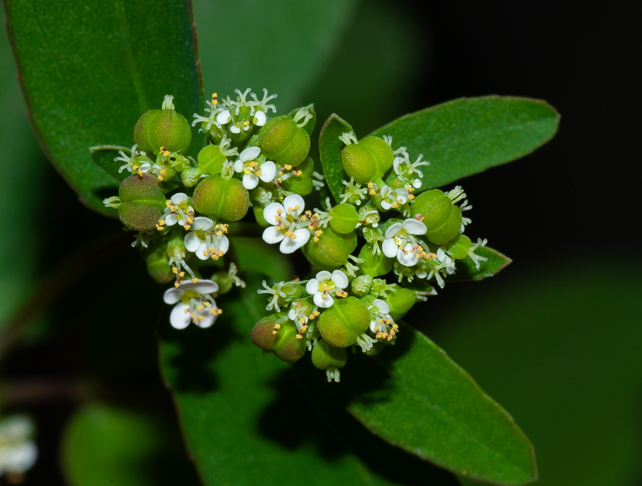 Euphorbia hypericifolia